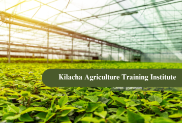 Kilacha Agriculture Training Institute